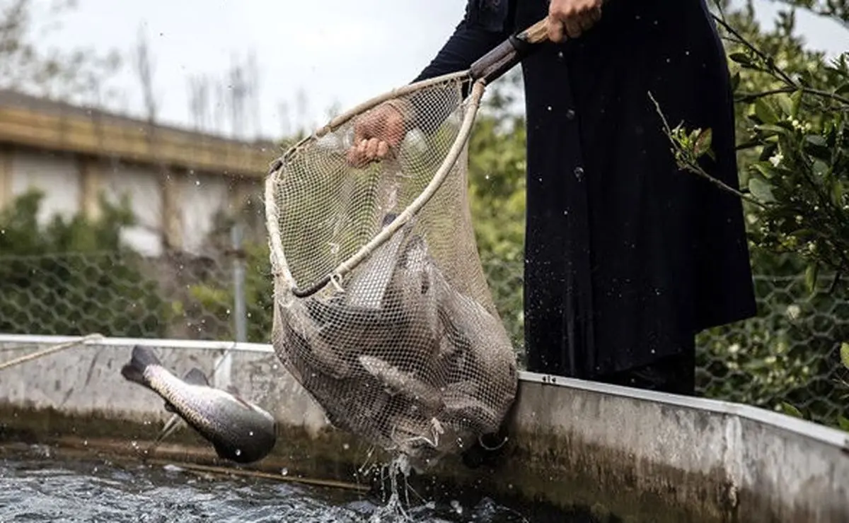 زنگ خطر تعطیلی پرورش ماهی قزل‌آلا در مازندران به صدا در آمد