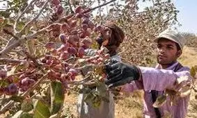 برداشت پسته از باغ‌های سلماس آغاز شد