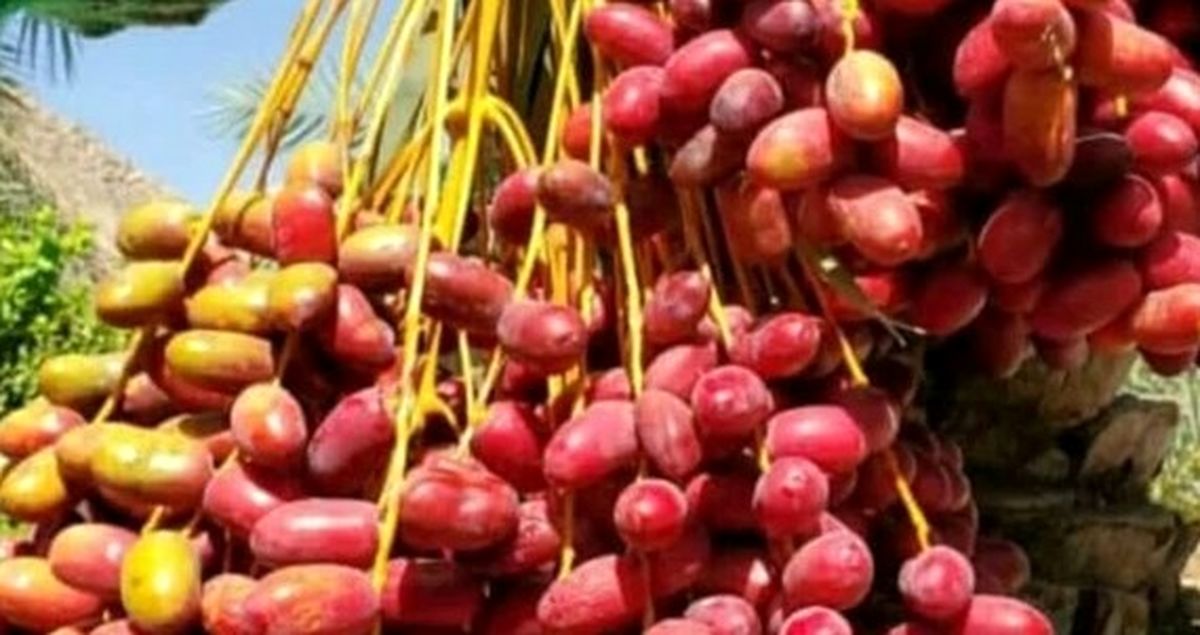 هشدار جدی دادستان بم به سارقان نخلستانهای خرما