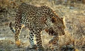 پلنگ، مهمان ناخوانده یک روستایی الموتی/ حمله به سه راس گوسفند