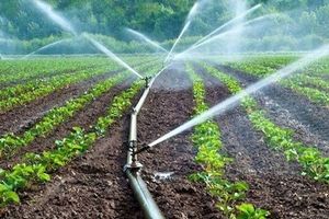 ۵۰ درصد از زمین‌های کشاورزی زنجان به سیستم آبیاری نوین مجهز شد