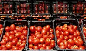 کاهش قیمت گوجه فرنگی و تکرار مشکل هرساله کشاورزان کرمانشاهی