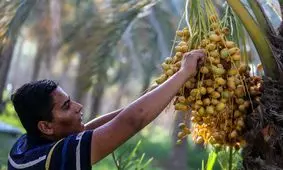 دزفول ظرفیت تبدیل شدن به قطب تولید خرمای کشور را دارد