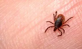 تب کریمه کنگو در استان تهران دیده نشده