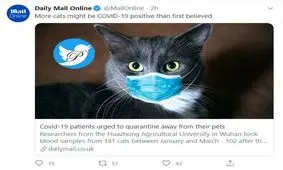 گربه‌های کرونایی