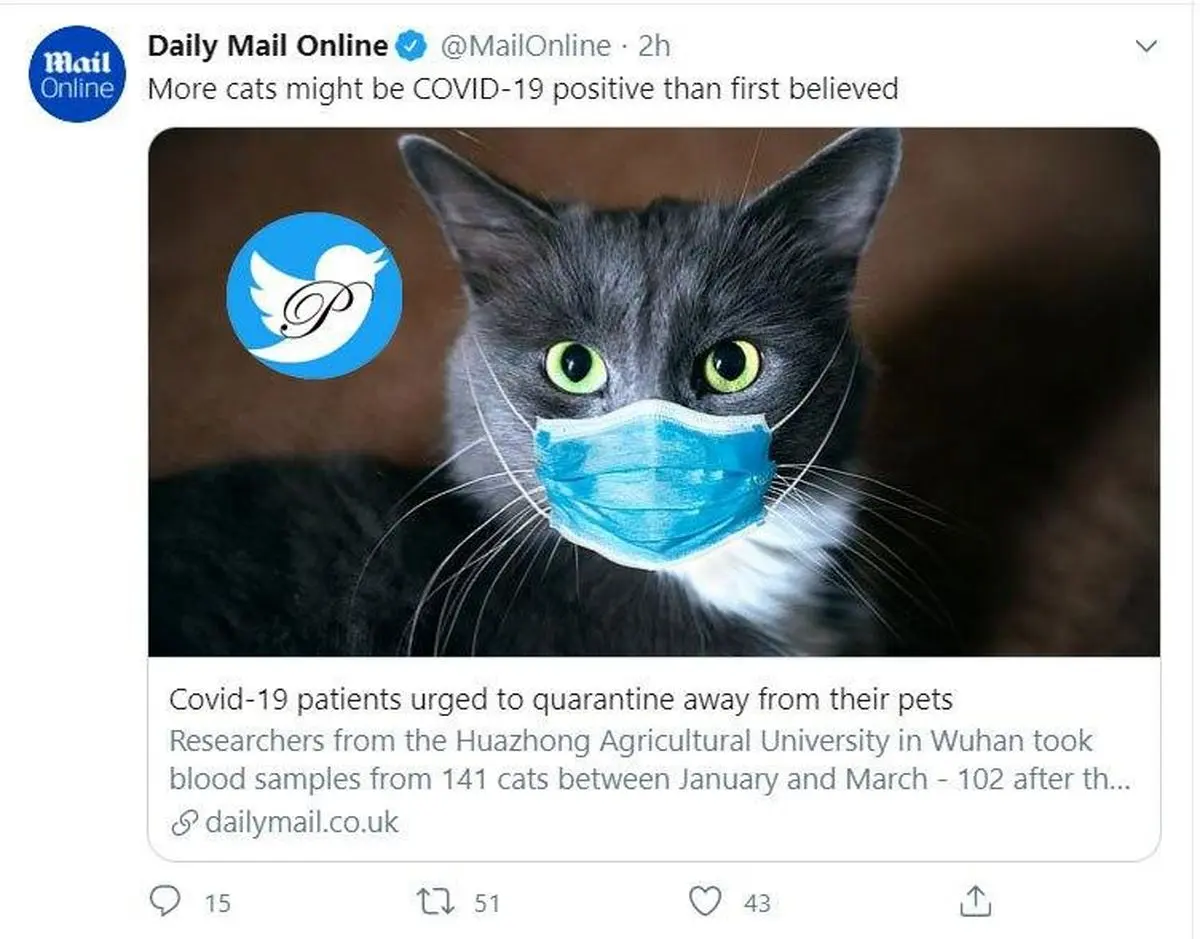 گربه‌های کرونایی