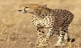 استمداد جهانی برای بقای یوزپلنگ آسیایی