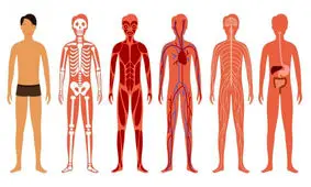 گوگل برای بدن انسان "گوگل مپس" می سازد!