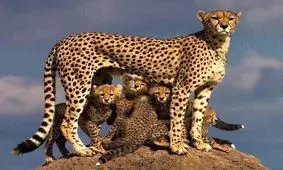 برترین عکس حیات وحش در 50 سال اخیر/ عکس