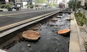 عجیب اما واقعی؛ ابتلای درختان خیابان ولیعصر به سرطان/ ویدئو