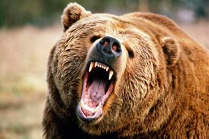 حمله خرس خشمگین باعث مصدومیت شهروند پیرانشهری شد