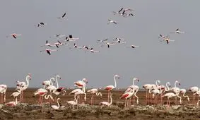 یکی از عجیب ترین پرنده‌های جهان را بشناسید/ پرنده آبزی که سالی یکبار تخم گذاری می‌کند!