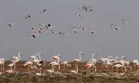 یکی از عجیب ترین پرنده‌های جهان را بشناسید/ پرنده آبزی که سالی یکبار تخم گذاری می‌کند!