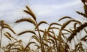 افزایش ۱.۳ برابری تولید محصولات راهبردی اصفهان در ۷ سال اخیر