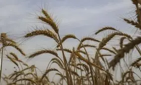 افزایش ۱.۳ برابری تولید محصولات راهبردی اصفهان در ۷ سال اخیر