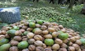 آغاز برداشت گردو از باغات آذربایجان غربی/ پیش بینی تولید بیش از 8 هزار تن محصول