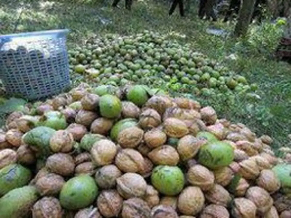 آغاز برداشت گردو از باغات آذربایجان غربی/ پیش بینی تولید بیش از 8 هزار تن محصول