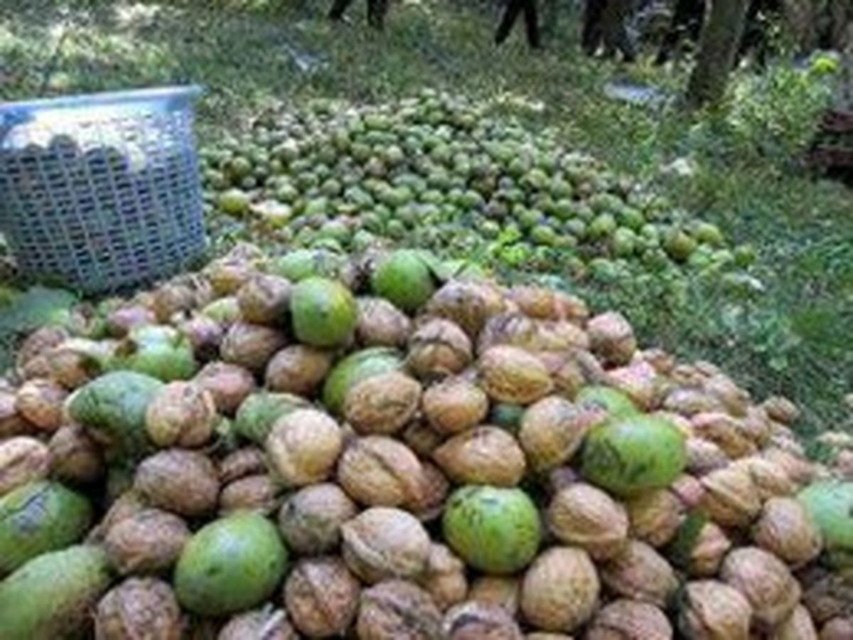 آغاز برداشت گردو از باغات آذربایجان غربی/ پیش بینی تولید بیش از 8 هزار تن محصول