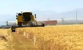 خرید بیش از ۱۴ هزار تن گندم مازاد بر مصرف کشاورزان در بخش رخ تربت حیدریه