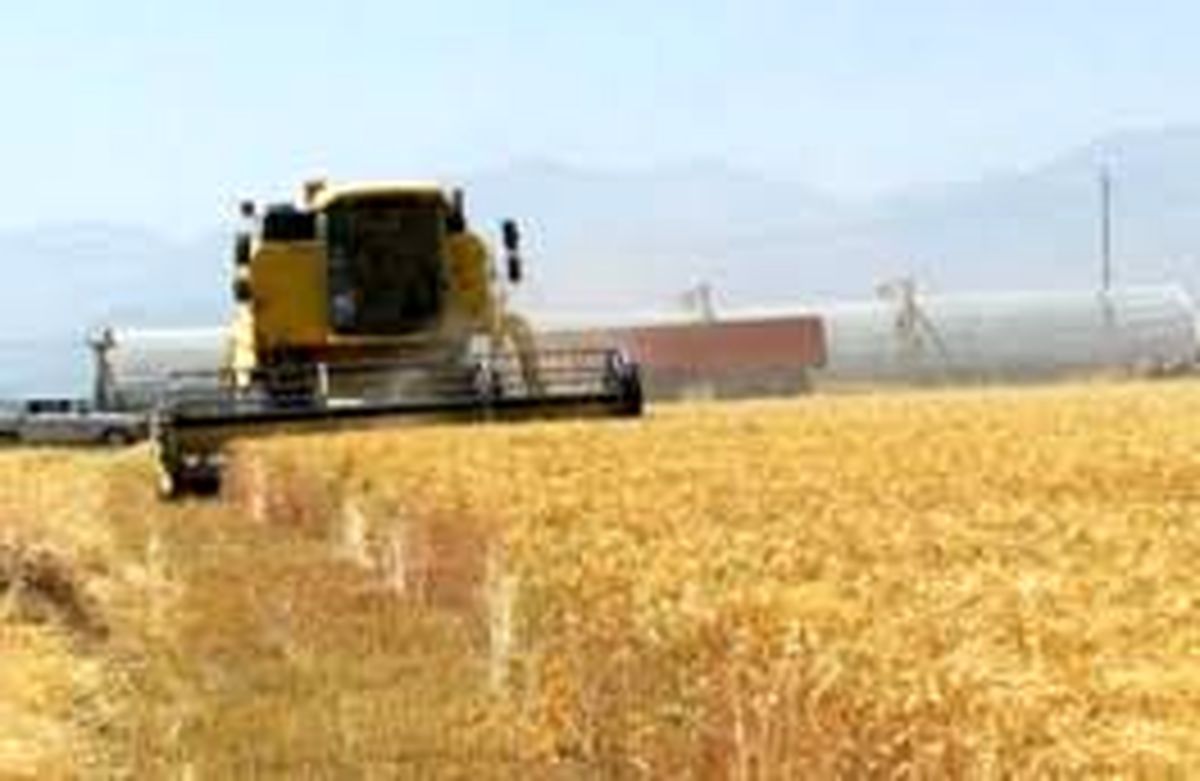 خرید بیش از ۱۴ هزار تن گندم مازاد بر مصرف کشاورزان در بخش رخ تربت حیدریه
