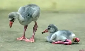 چرا رنگ فلامینگوها از خاکستری به صورتی تبدیل می شود؟ +تصاویر