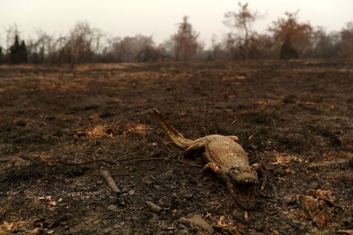 نگرانی از تاثیر تغییرات اقلیمی بر آتش‌سوزی بزرگترین تالاب جهان