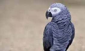 قتل دوست قدیمی به خاطر یک طوطی