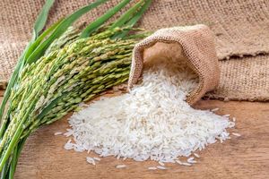 امسال برنج وارد می‌شود؟
