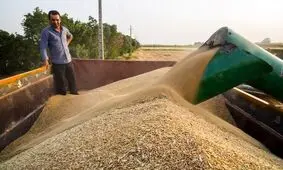 ۳۳ هزار تن گندم در چهارمحال و بختیاری خریداری شد