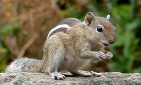 تا بحال صدای جویدن سنجاب را شنیده اید؟