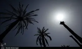 ۲۰۰۰ اصله نخل با آتش مواد مخدر در نیکشهر خاکستر شد