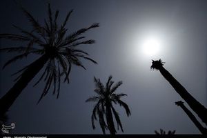 ۲۰۰۰ اصله نخل با آتش مواد مخدر در نیکشهر خاکستر شد
