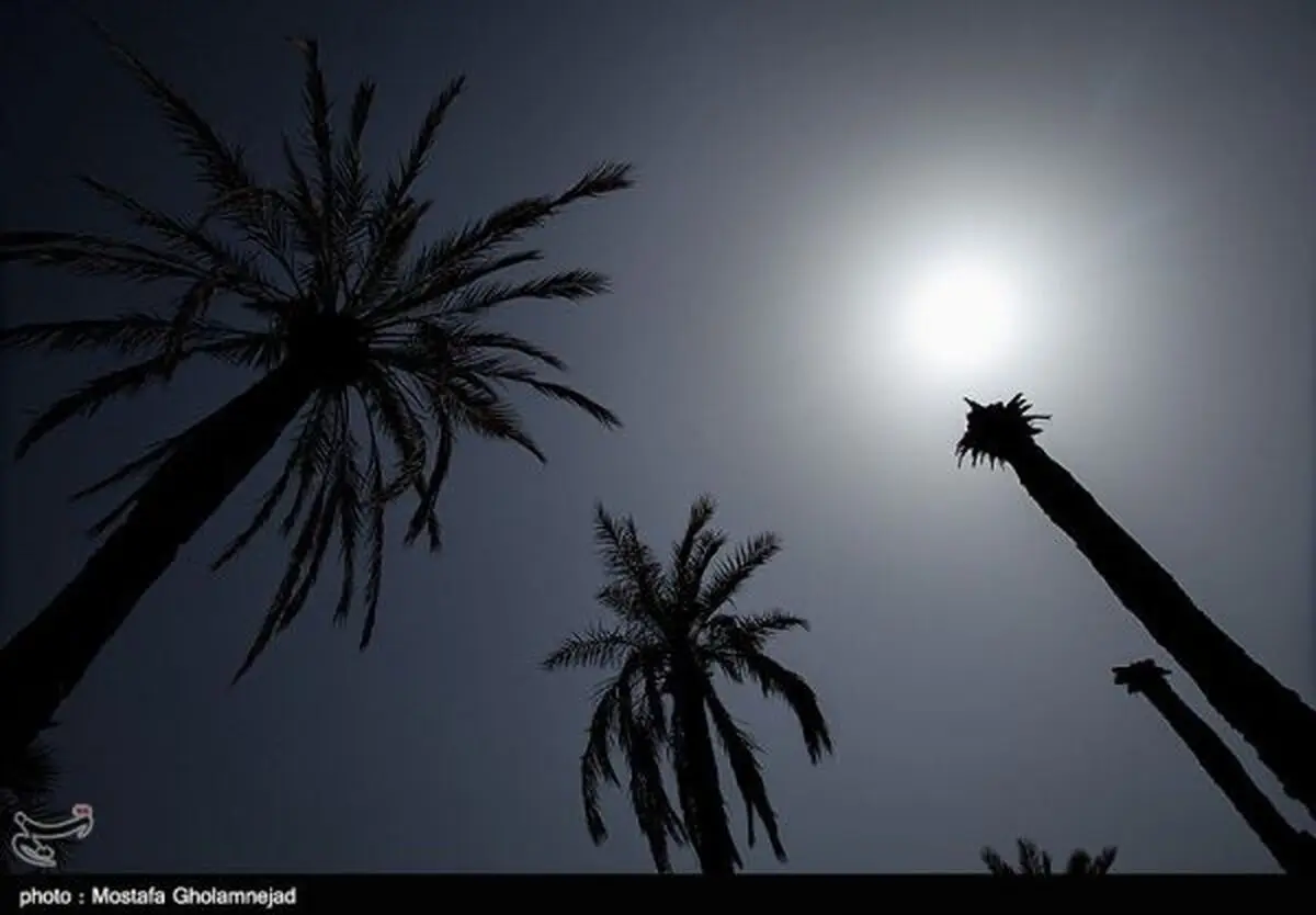۲۰۰۰ اصله نخل با آتش مواد مخدر در نیکشهر خاکستر شد