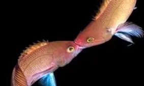 زیباترین تصاویر از مسابقه عکاسی زیر آب