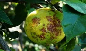 ۶۵۰۰ هکتار از باغات لیموترش فارس به آفت شانکر آلوده شدند