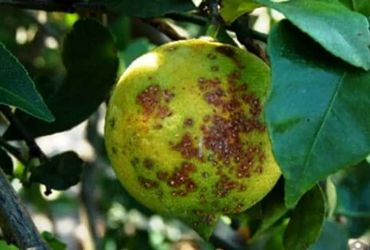 ۶۵۰۰ هکتار از باغات لیموترش فارس به آفت شانکر آلوده شدند