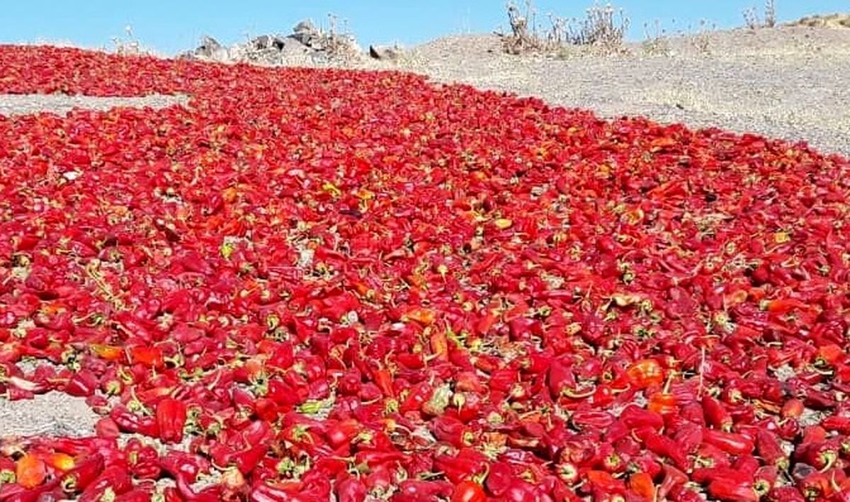 فرآوری فلفل، کام کشاورزان سمنانی را شیرین میکند