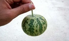 سودای لاغری با هندوانه ابوجهل و در نهایت مرگ!