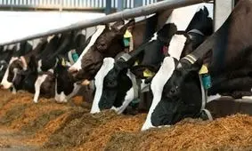 ۵۸ هزار دامدار در شرکت های تعاونی دامداران گیلان عضو هستند