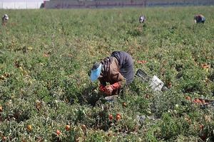 نخستین طرح گردشگری کشاورزی آذربایجان‌شرقی در 