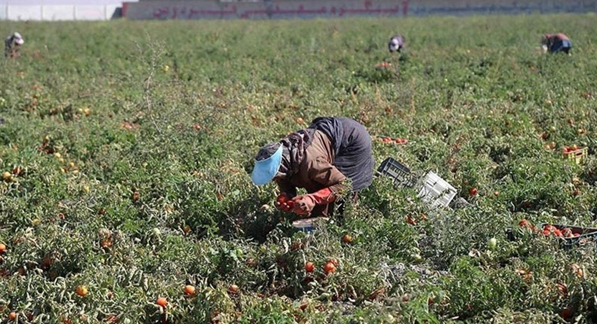 نخستین طرح گردشگری کشاورزی آذربایجان‌شرقی در "اهر" افتتاح می‌شود