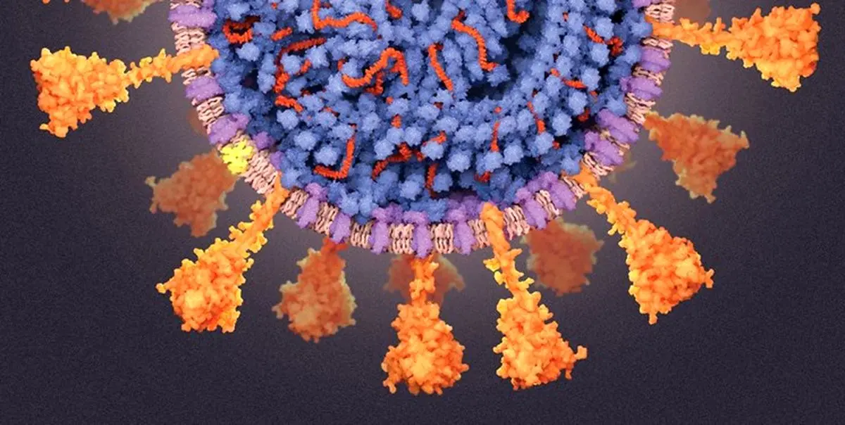 اسپری بینی رشد ویروس کرونا را کاهش می‌دهد