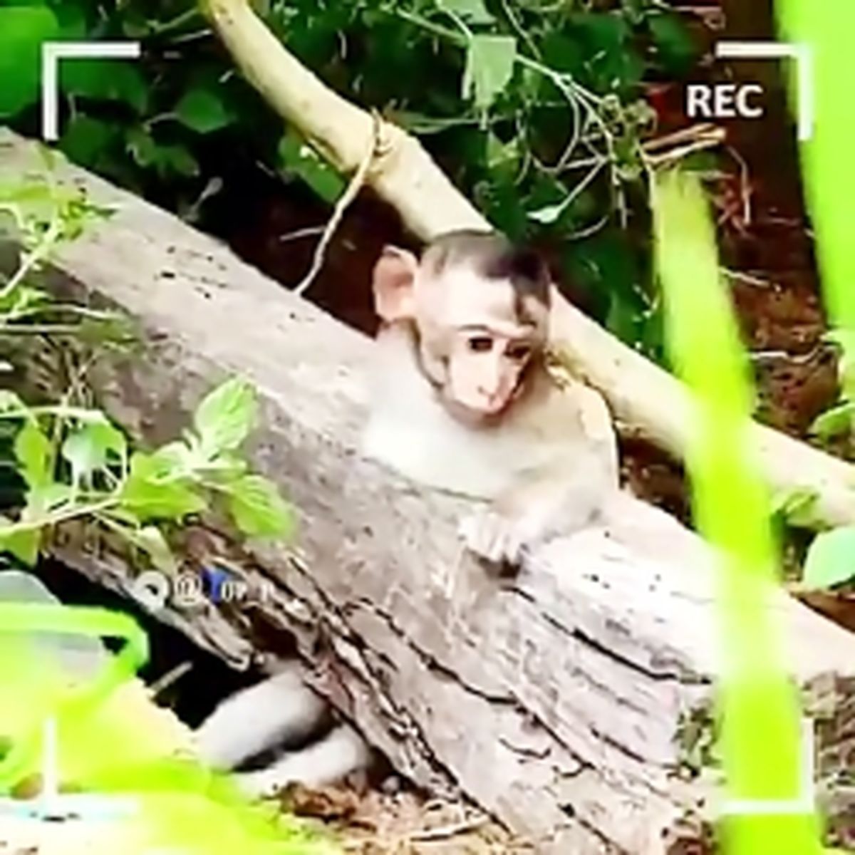 گران ترین مستند حیات وحش/ ماجرای عجیب میمونی که گیر افتاده بود/ ویدئو