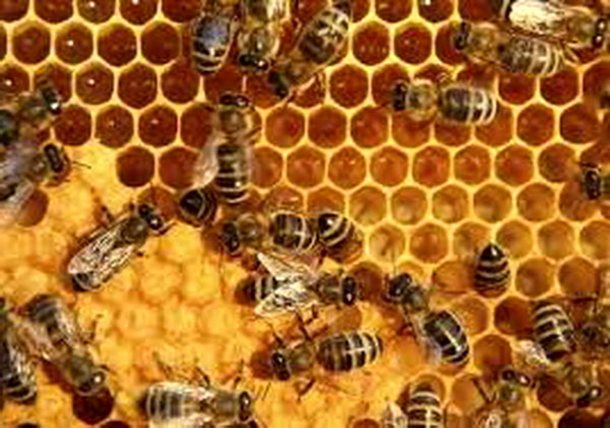 تاثیر زهر زنبور عسل بر سرطان پستان