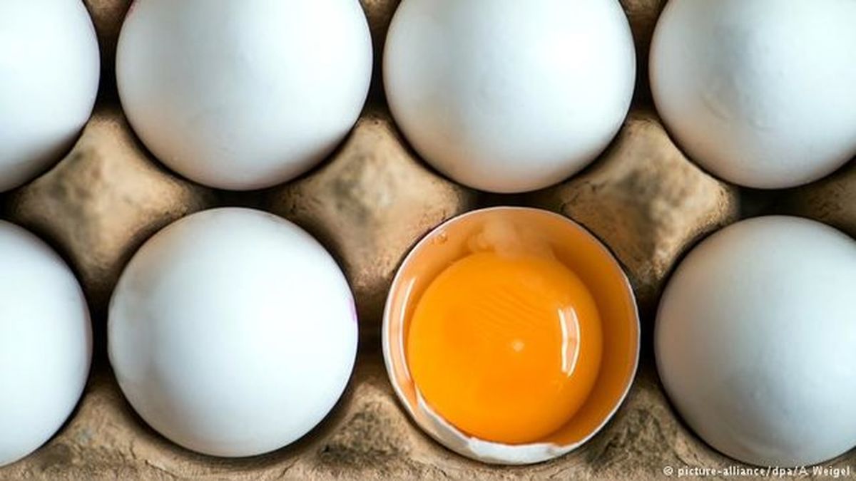 تخم مرغ بسته بندی شانه ای ٣١ هزار تومان