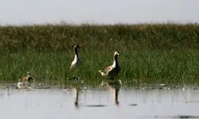 افزایش ۱۰ درصدی تنوع زیستی در تالاب‌های خوزستان