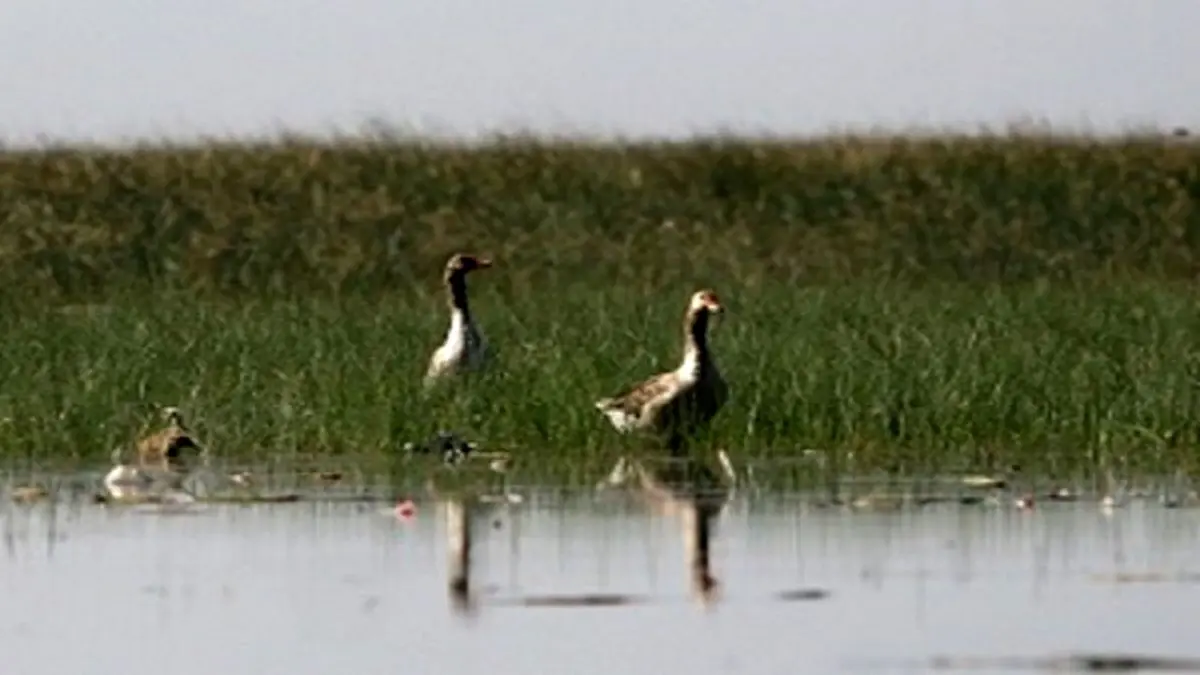 افزایش ۱۰ درصدی تنوع زیستی در تالاب‌های خوزستان