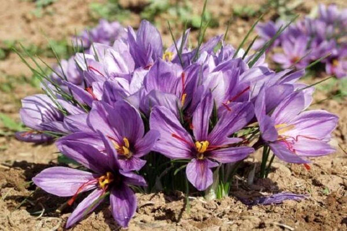 خطر در کمین زعفران کاری خراسان جنوبی/ آفت هایی که «کنه» شدند