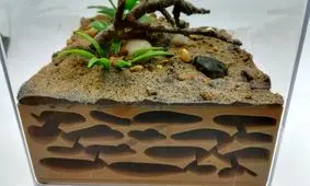 قیمت باورنکردنی مورچه در سنگاپور/ هر عدد مورچه از ۱۰ دلار تا ۲۱۹ دلار