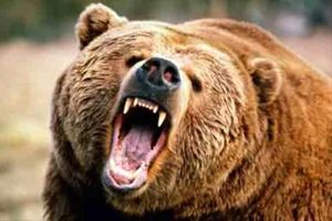 حمله خرس قهوه‌ای به یکی از اهالی ورزقان
